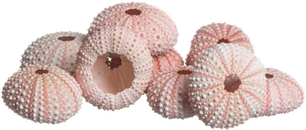 Sea Urchin 10 Pink Sea Urchin Shells 1"-2" for Crafts and Decor